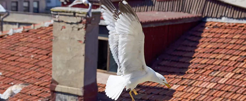 Residential Chimney Animal Removal Solution in Derry, NH