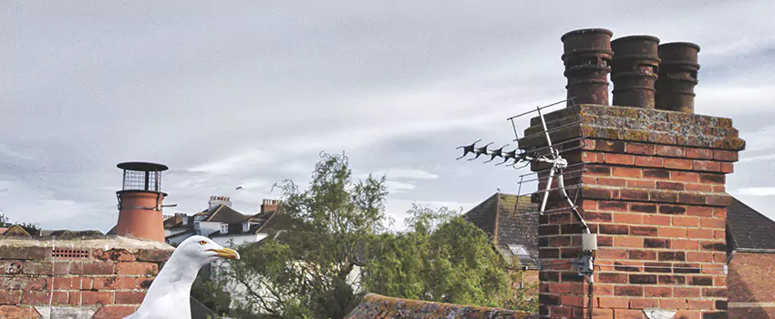 Chimney Cleaning And Restoration in Derry, New Hampshire